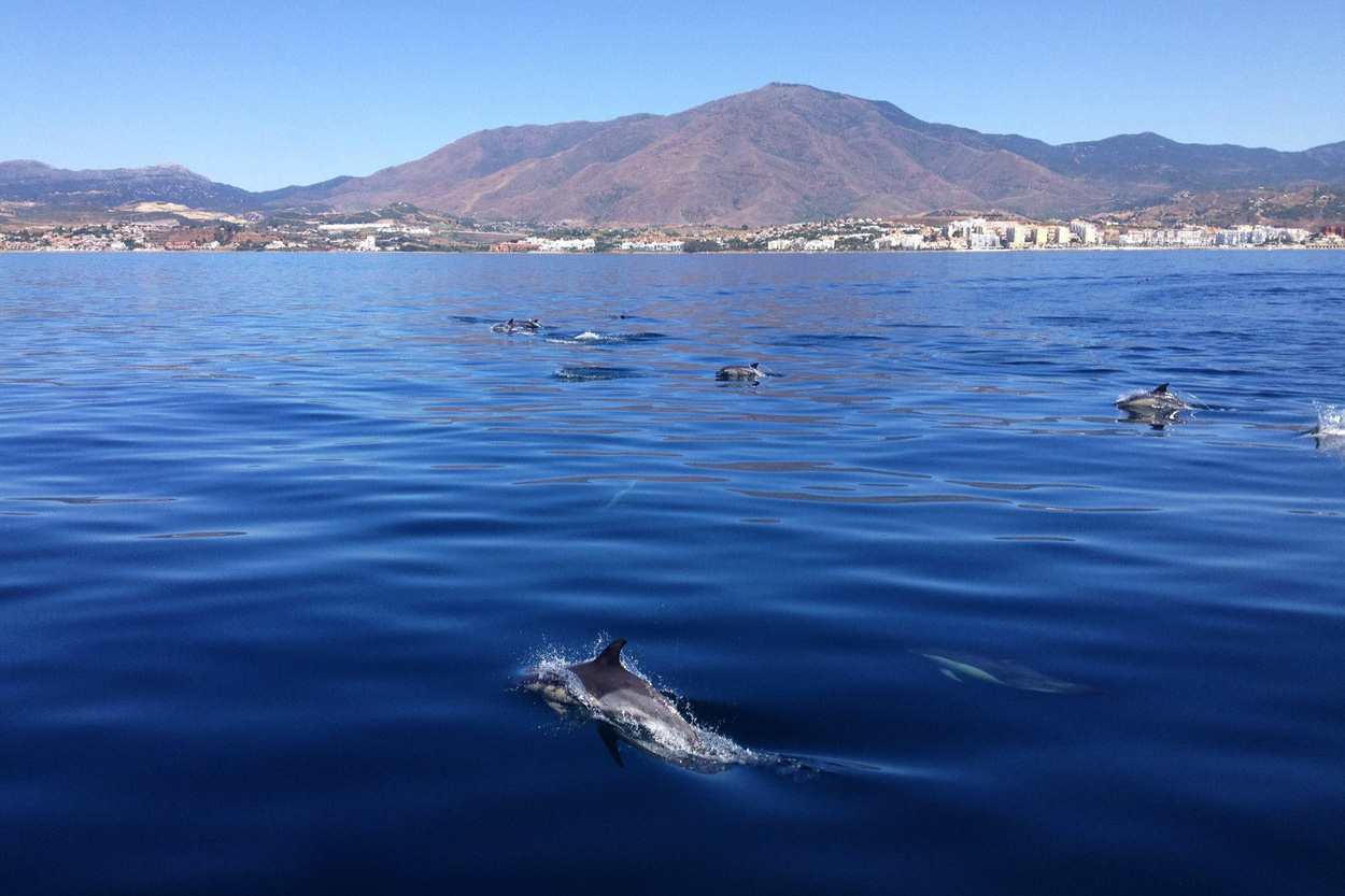 Delfines frente a Sierra Bermeja