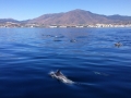 Delfines frente a Sierra Bermeja