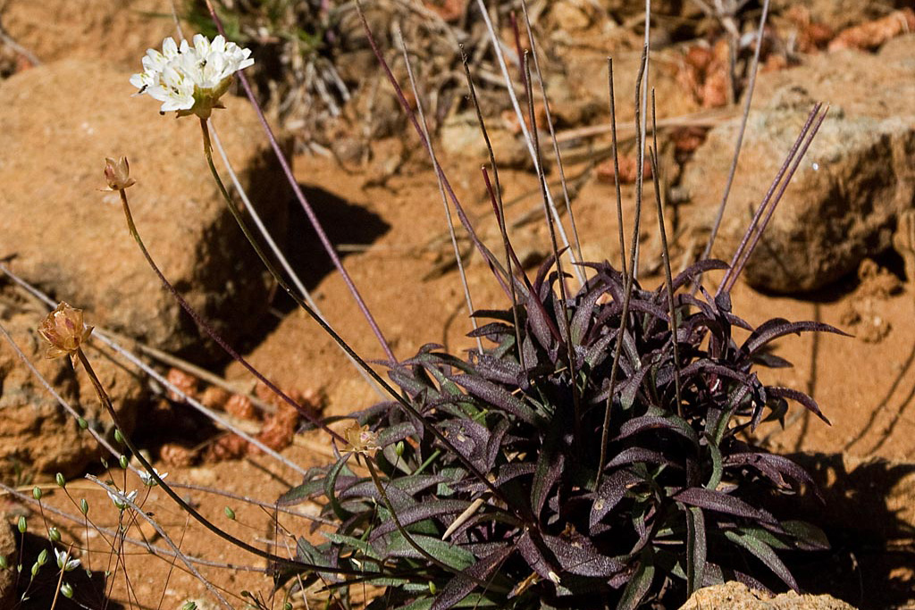 Armeria colorata