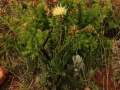 Centaurea lainzii