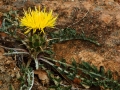 Centaurea haenseleri