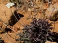 Armeria colorata