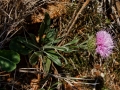 Klasea baetica