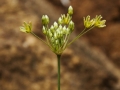 Allium rouyi