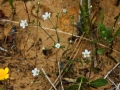 Arenaria retusa