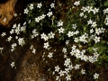 Saxifraga gemmulosa