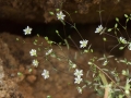 Arenaria capillipes