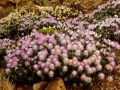 Staehelina baetica
