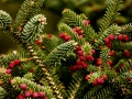 Piñas masculinas del pinsapo