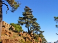 Pinsapo sobre peridotitas