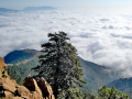 Pinsapo sobre las nubes en sierra bermeja