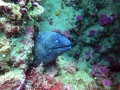 La mayor biodiversidad de los mares europeos
