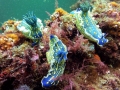 La mayor biodiversidad de los mares europeos
