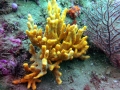 La mayor biodiversidad de los mares europeos