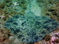 La mayor biodiversidad de los mares europeos