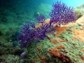 La mayor biodiversidad de los mares europeos