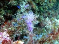 La mayor biodiversidad de los mares europeos