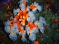 Submarinismo en Estepona, Casares y Manilva