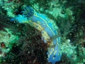 Submarinismo en Estepona, Casares y Manilva
