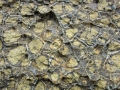 Textura mallada en serpentinitas