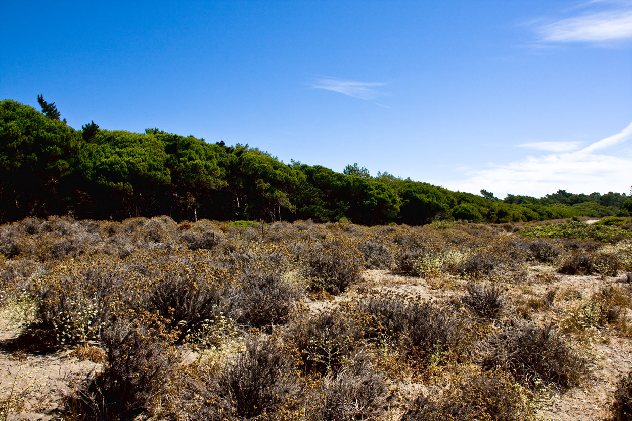 Sistema dunar litoral Saladillo-Matas Verdes (Estepona)