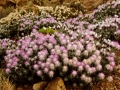 Staehelina baetica en floración