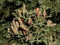 Piñas femeninas del pinsapo