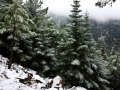 Pinsapos Nevados