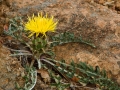 Centaurea haenseleri