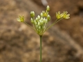 Allium rouyi