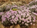 Staehelina baetica