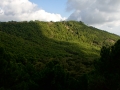 Bosques de pinos resineros